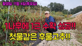 1나무에 1근 고추 수확 성공!!! 첫물같은 후물고추 구경해보세요^^ 고추농사 잘 짓는법!!