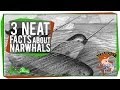 3 Neat Facts About Narwhals (Including: They're ...