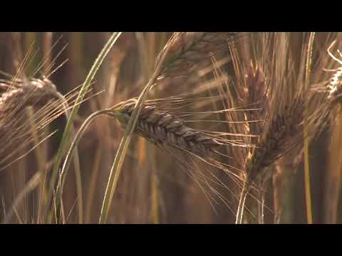 KG Larsson - Jesu återkomst del 2 av 3 fr. 2007