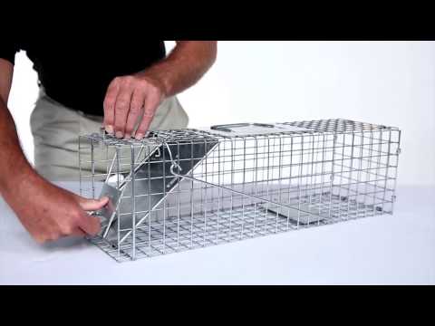 How to Set: Havahart® Medium 1-Door Trap Model #1078 for Skunks, Rabbits & Squirrels