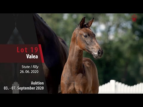 Online-Auktion v. 03. - 07.09.2020 Lot 19 Valea Stute v. Vaderland - Del Piero