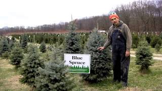 preview picture of video 'Christmas Trees at Giamarese Farm'