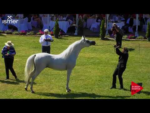 N.156 MONTHER AL NASSER - Strohen 2018 B Int