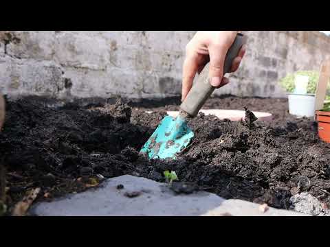 V142 Lets get planting! starting our cottage garden journey 🏴󠁧󠁢󠁷󠁬󠁳󠁿