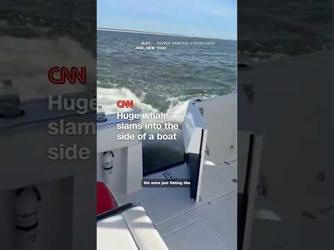 Huge whale slams into the side of a boat