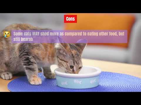 Best Cat Food For Diarrhea – Meowkai