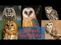 The Big Five Uk Owls And How To Recognise Their Various Calls
