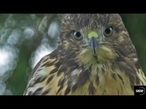 Wow- Super Closeup of famous  red-tail Hawk (Eagle Nest Sidney BC)