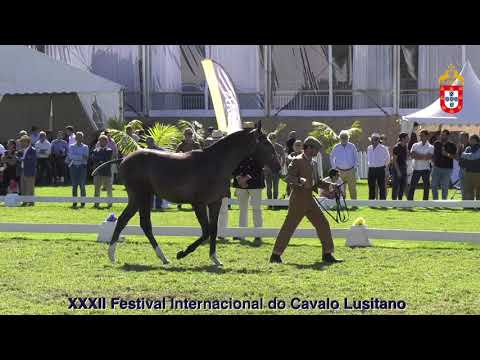 XXXII FIPSL - 210918 Modelos e Andamentos Classe I Poldros de 1 Ano