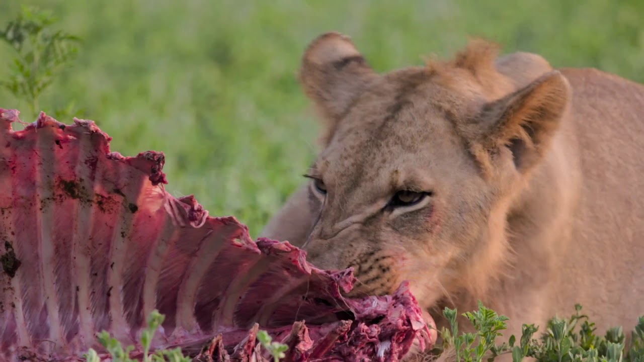 Filme "Um Ano de Gorongosa"