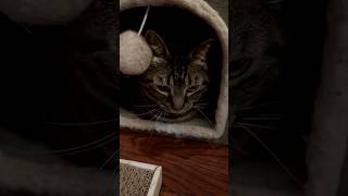 He refuses to get out #cat #cats #pet #pets #cute