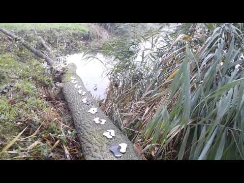 Kopie van Lichtervelde