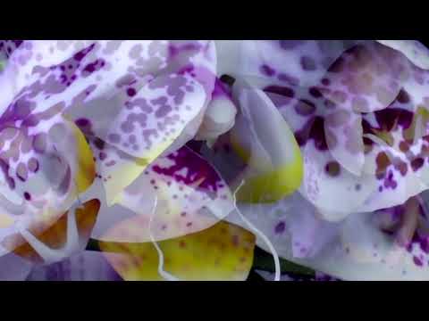 Deidream - Vogelzang