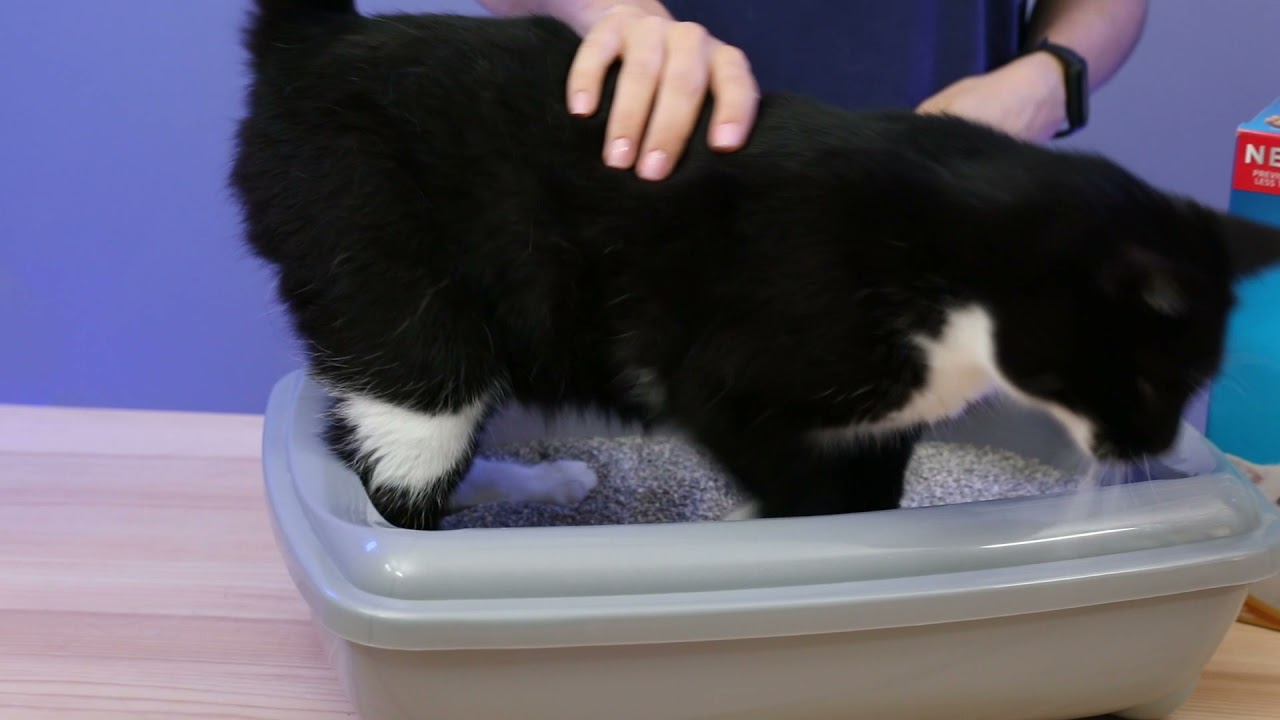 Ever Clean Litterfree Paws Patilere Yapışmayan Topaklanan Kedi Kumu 10lt tanıtım video görseli