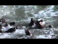 Sea Lion Rescue Oregon State University