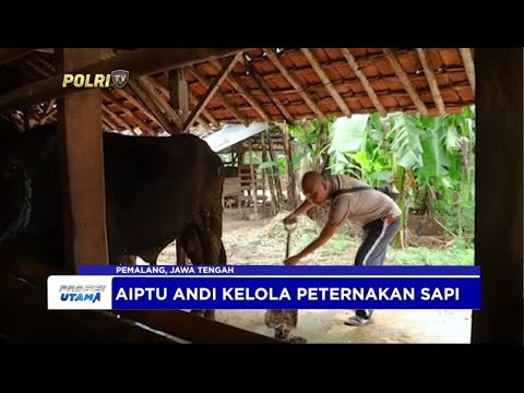 POLISI DI PEMALANG TUAI BERKAH JUAL SAPI KURBAN