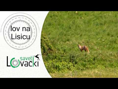 Lov na lisicu - Lovački saveti