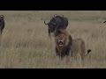 Part 1  Safari Live with James Hendry in the Mara Triangle on Sept 22, 2016