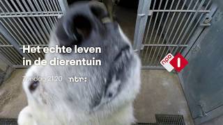 Het echte leven in de dierentuin