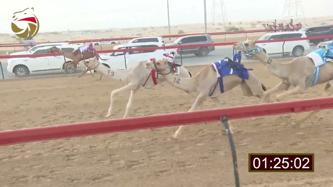سباق الفطامين - سيف العرب - 25-4-2026 ش8 معاند لـ شطيط خليفه العويسي 2:11