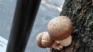 マントルスーパーグライドの練習