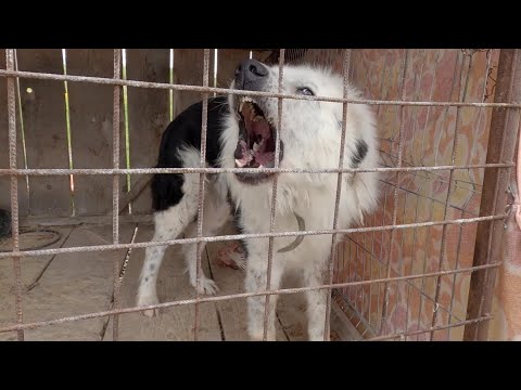 Ciobănescul lui dl. Nelu Englezu de la Vicov Suceava