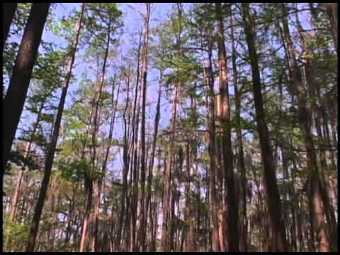 Don Henley - Caddo Lake
