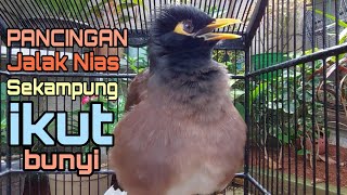 Download lagu Jalak Nias Betina Memanggil Jantan  - burung sekampung auto nyaut ngekrek njambul manggut manggut mp3