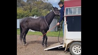 Float Loading Tutorial With Difficult Horse