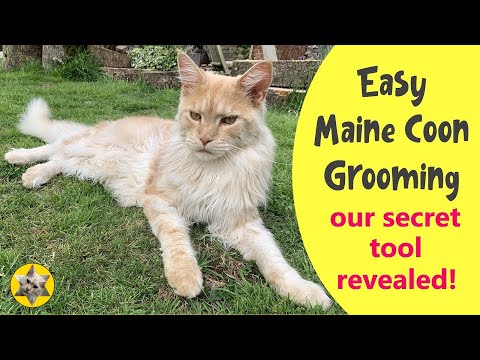 How to groom a Maine Coon cat plus the best grooming tools for the job