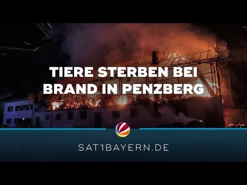 Großbrand auf Bauernhof: Mehrere Tiere sterben in Penzberg
