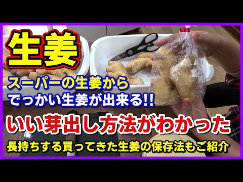 生姜の栽培: これがスーパーチューバーを自分で栽培する方法です 植物