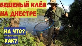 Все для клева на днестре 21 октября