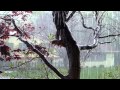 1 hour of forest rain sounds 