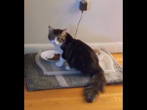 cera volume 1  - 4/23/2023