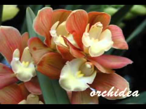 ABC Flowers in Hungarian  -Music J, Strauss.