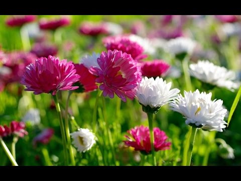 All about chrysanthemums flower