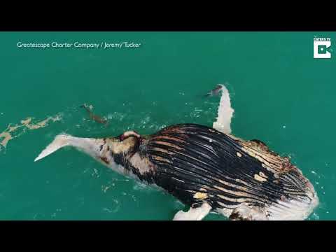 Incredible rare shark and crocodile feeding frenzy over dead whale carcass caught on camera