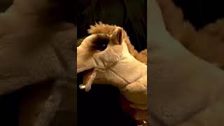 Camel habib habab