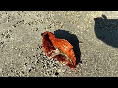 Пляж острова Ко-Мук и его обитатели