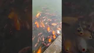 Download lagu ikan dalam kolam#, #shortvideo#shorts #short mp3