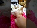 Pollito Bañandose