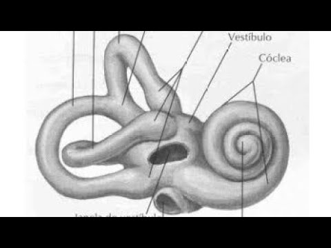 Transdução Mecanoelétrica - Audição