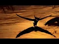 Swallows (The National Lights - Killing Swallows)