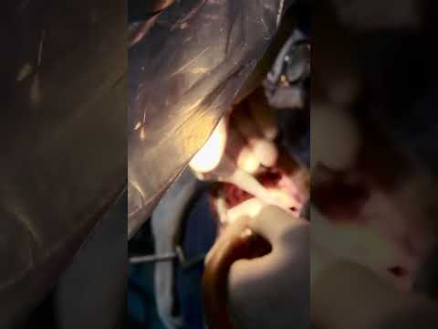 Jose Alan Santos Locia-32