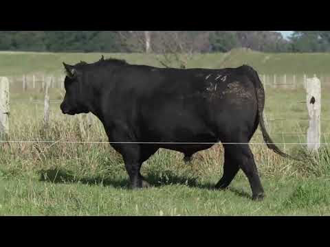 Lot 5 DANDALEITH HERO 074