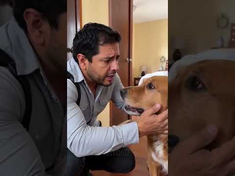 Nadie entendía por qué este perro rompía sus zapatos… hasta que descubrieron la razón 😨