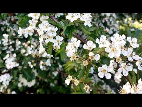 Beautiful natural flowers | Nupur's gallery