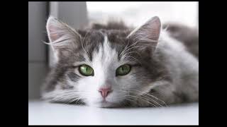 Download lagu Suara Kucing Pengusir Tikus 10 Jam Non Stop Cat So... mp3