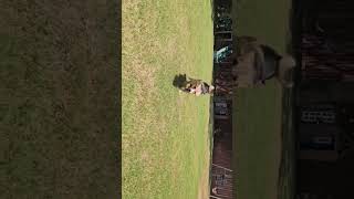 Video preview image #1 Mutt Puppy For Sale in Grafton, WI, USA